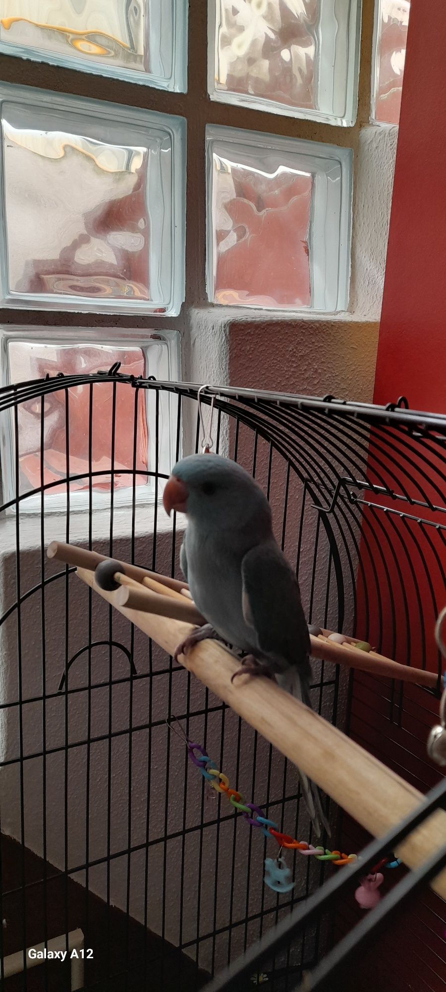 Ring neck com gaiola