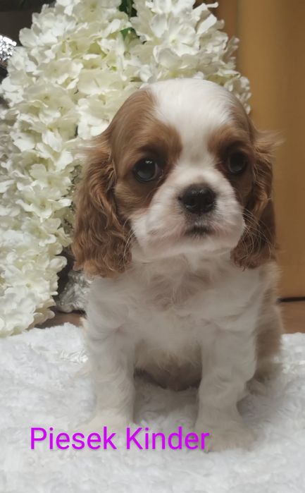 Szczeniaki do odbioru od zaraz -Cavalier King Charles Spaniel