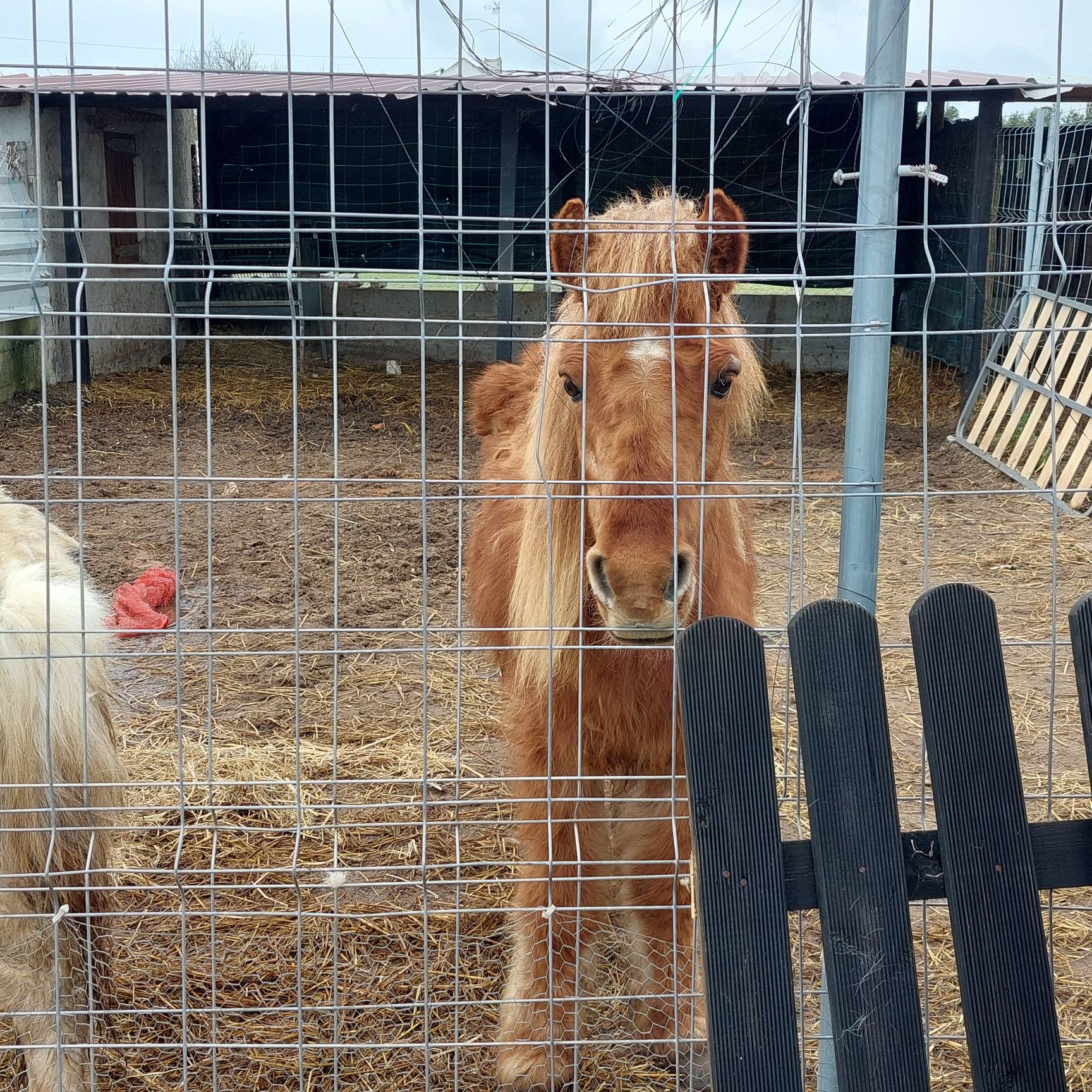 Vendo Pónei ou Burro Macho ou Fêmea