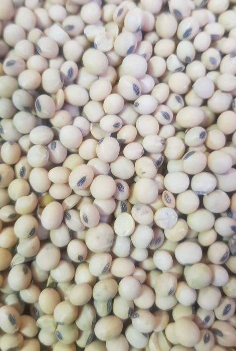 Продам сою ГМО врожай 2025