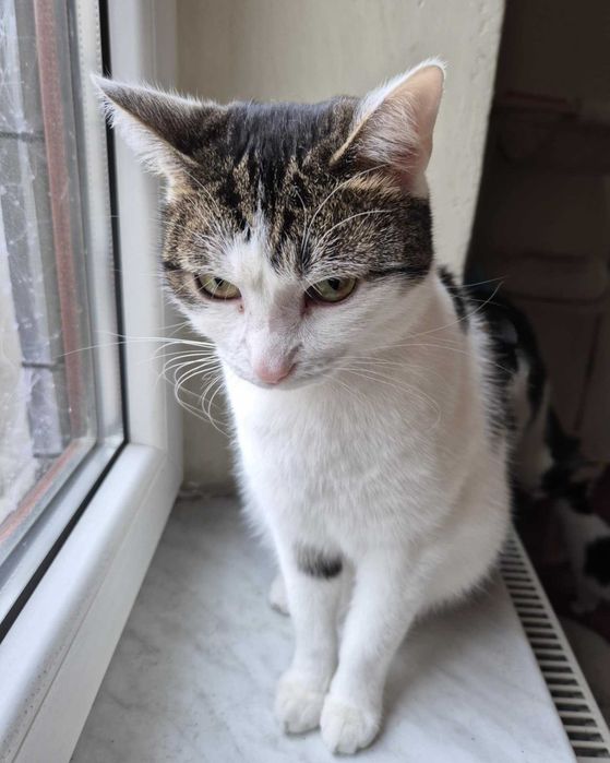 PORTO i LIZBONA - fantastyczny koci duet