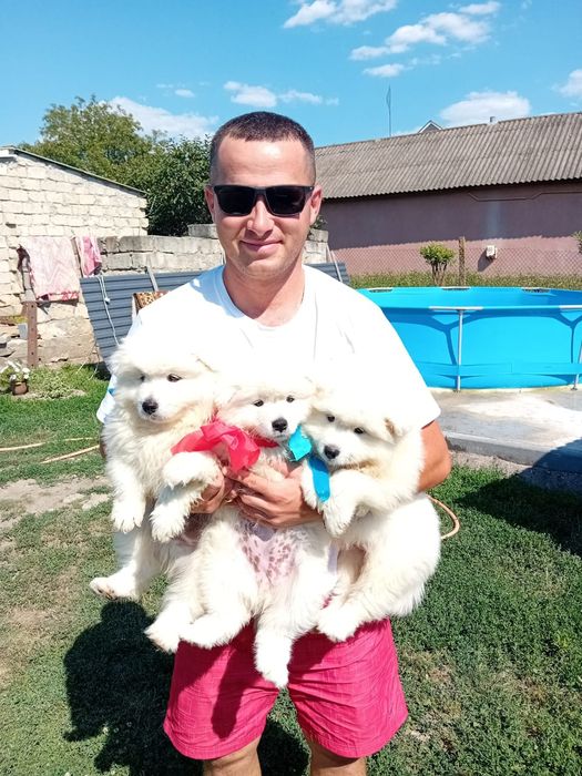 Цуценята породи Самоїд