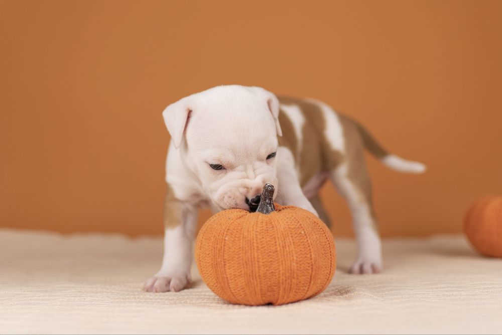 Розкішна дівчинка амстафф з офіційного розплідника