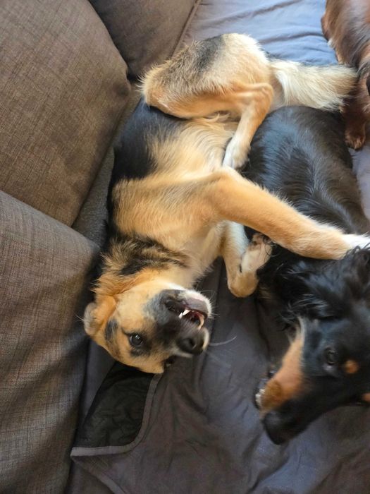 Piesek do Adopcji w typie labradora.