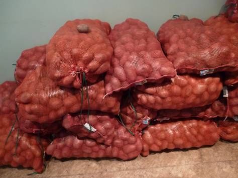Продам велику картоплю рiзних сортiв