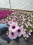 Capella pink lace Surfinia jasna i purpura