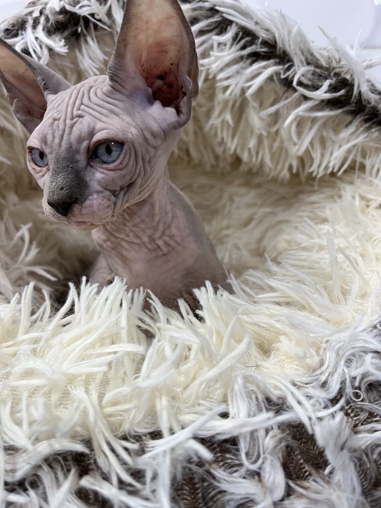 Macho sphynx cor lilac com 2 meses