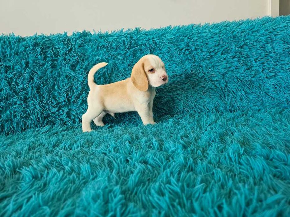 BEAGLE- bicolor , po champ. śliczne,ZKwP,mniejsze