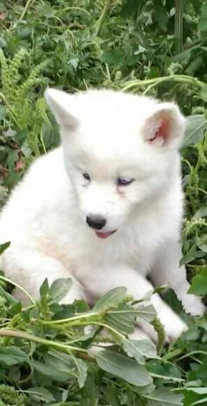 Husky pedigree lop