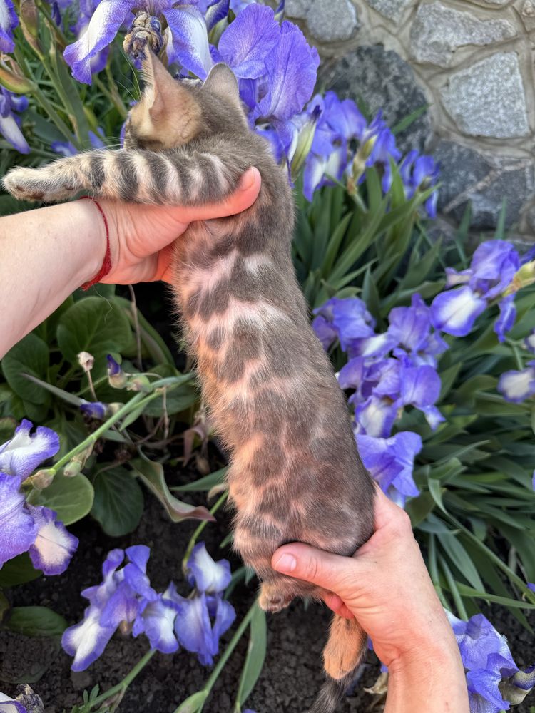 Blue bengal эксклюзив с документами