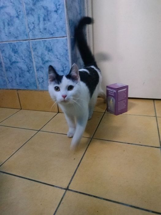 Roczna kotka szuka domu