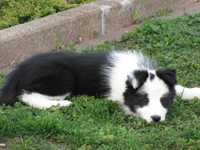 Sunia Border Collie