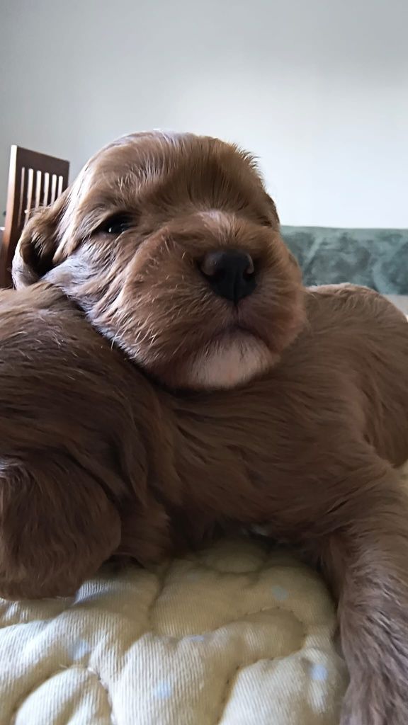 Suczka Cavapoo F1 (Badania) Cavalier&Pudel
