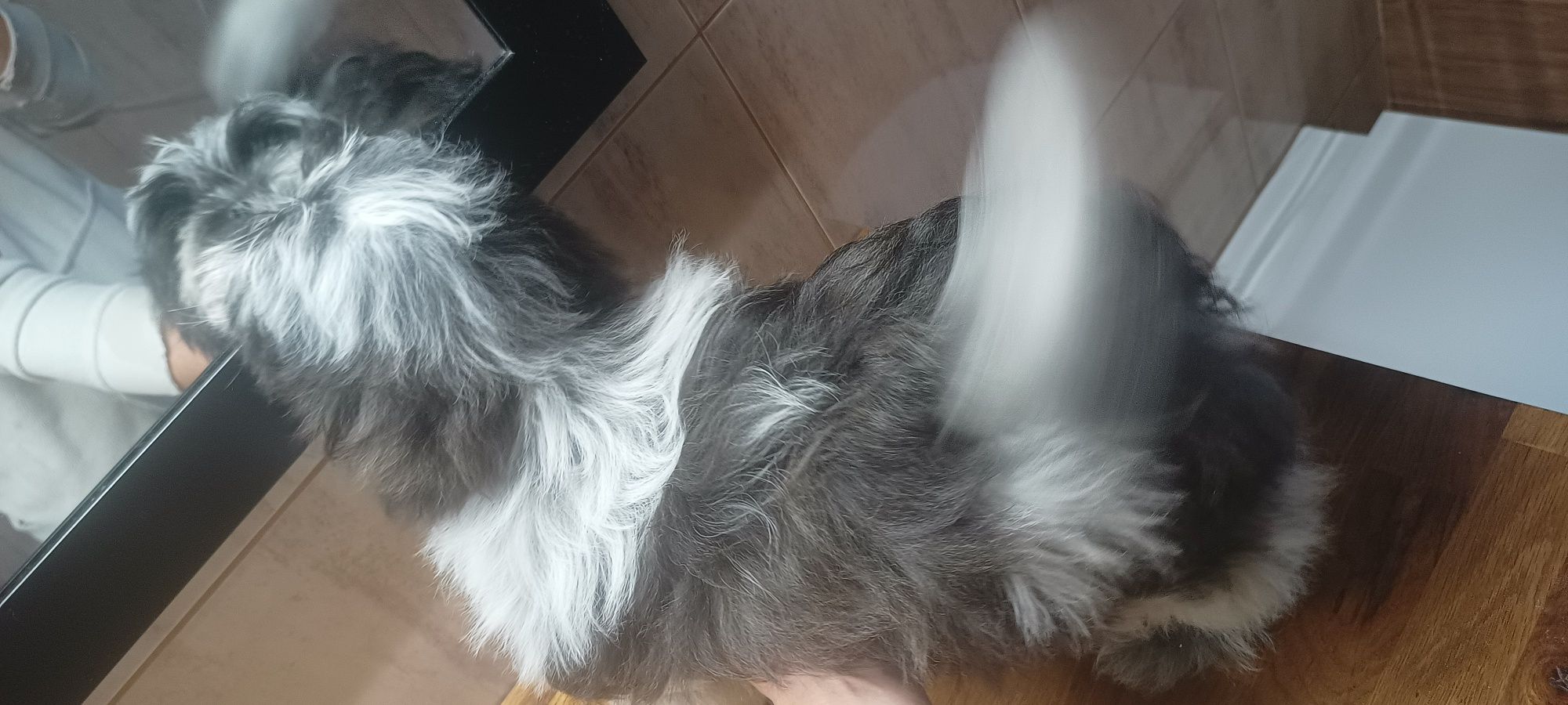 Mal shi, shih tzu, maltańczyk ( komplet szczepień)