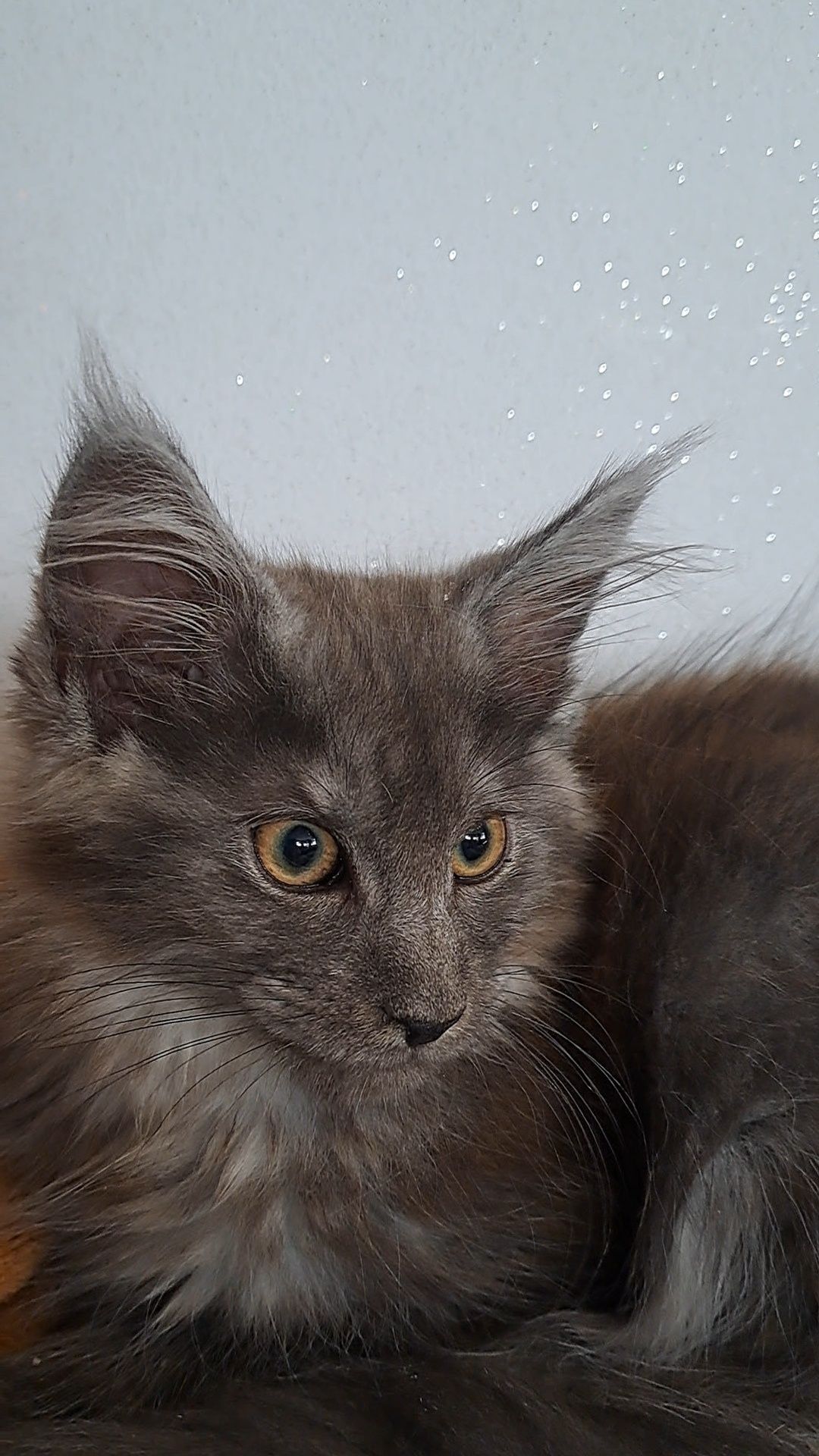 Kotka niebieska srebro MaineCoon