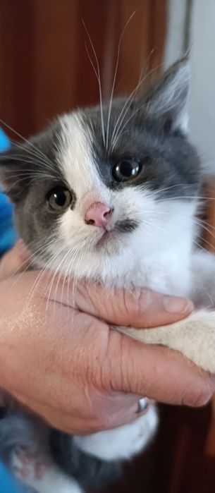 дівчинка безкоштовно