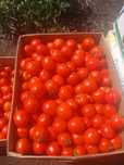 Продам помидор с поля оптом