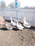 Продам гусей живою вагою