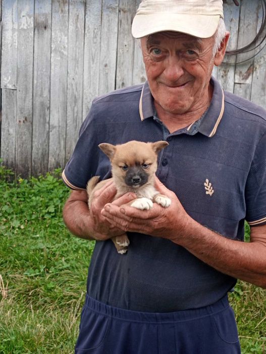 Віддам цуценят чоловічої статі в добрі руки.