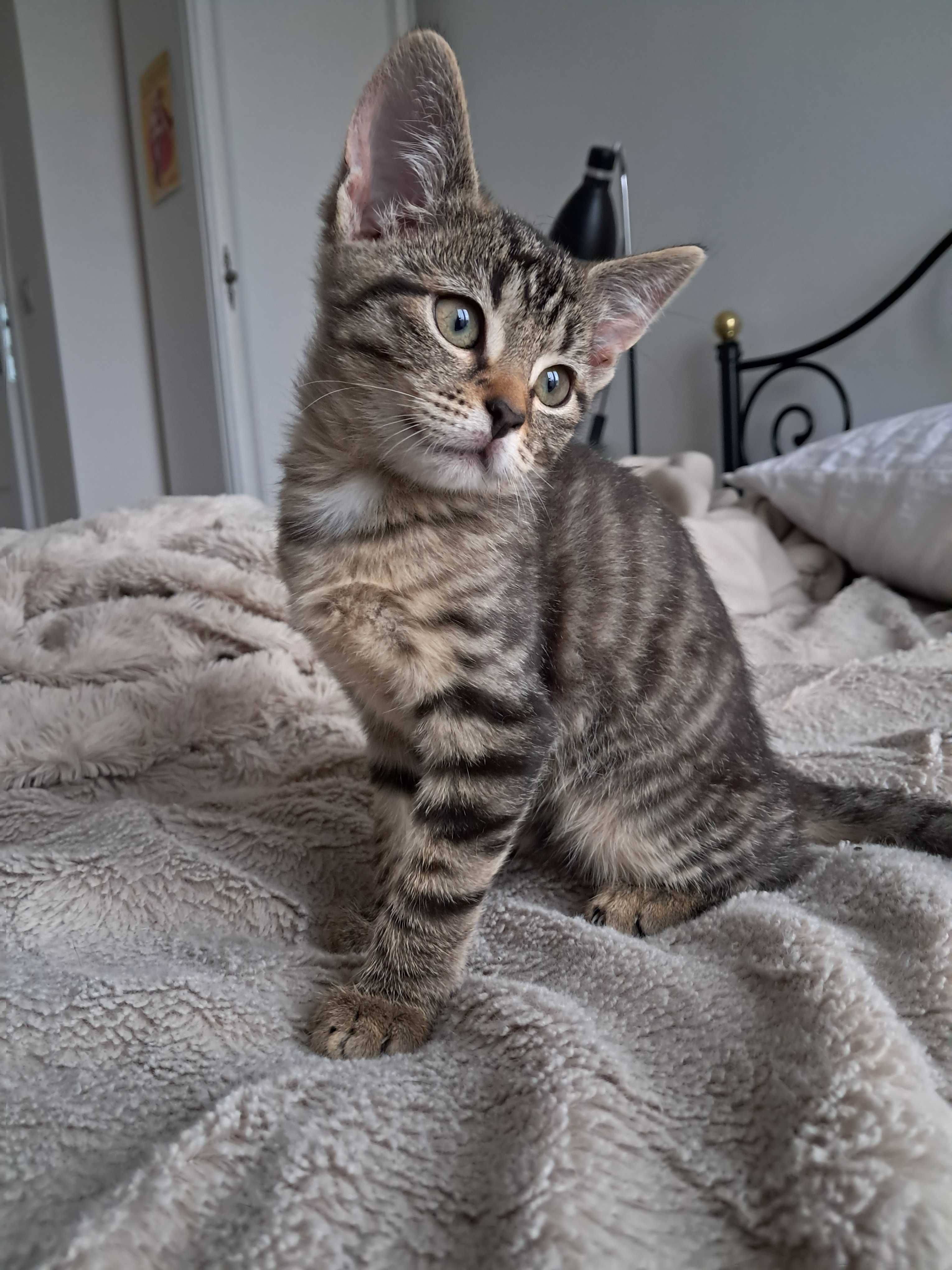 Do adopcji Lucy i Szakira
