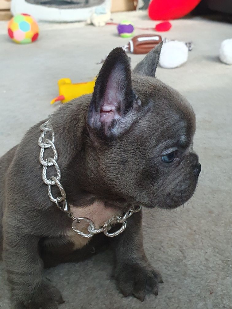 Buldog francuski/ Uroczą piesek