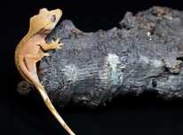 Gekon orzęsiony - Correlophus Ciliatus