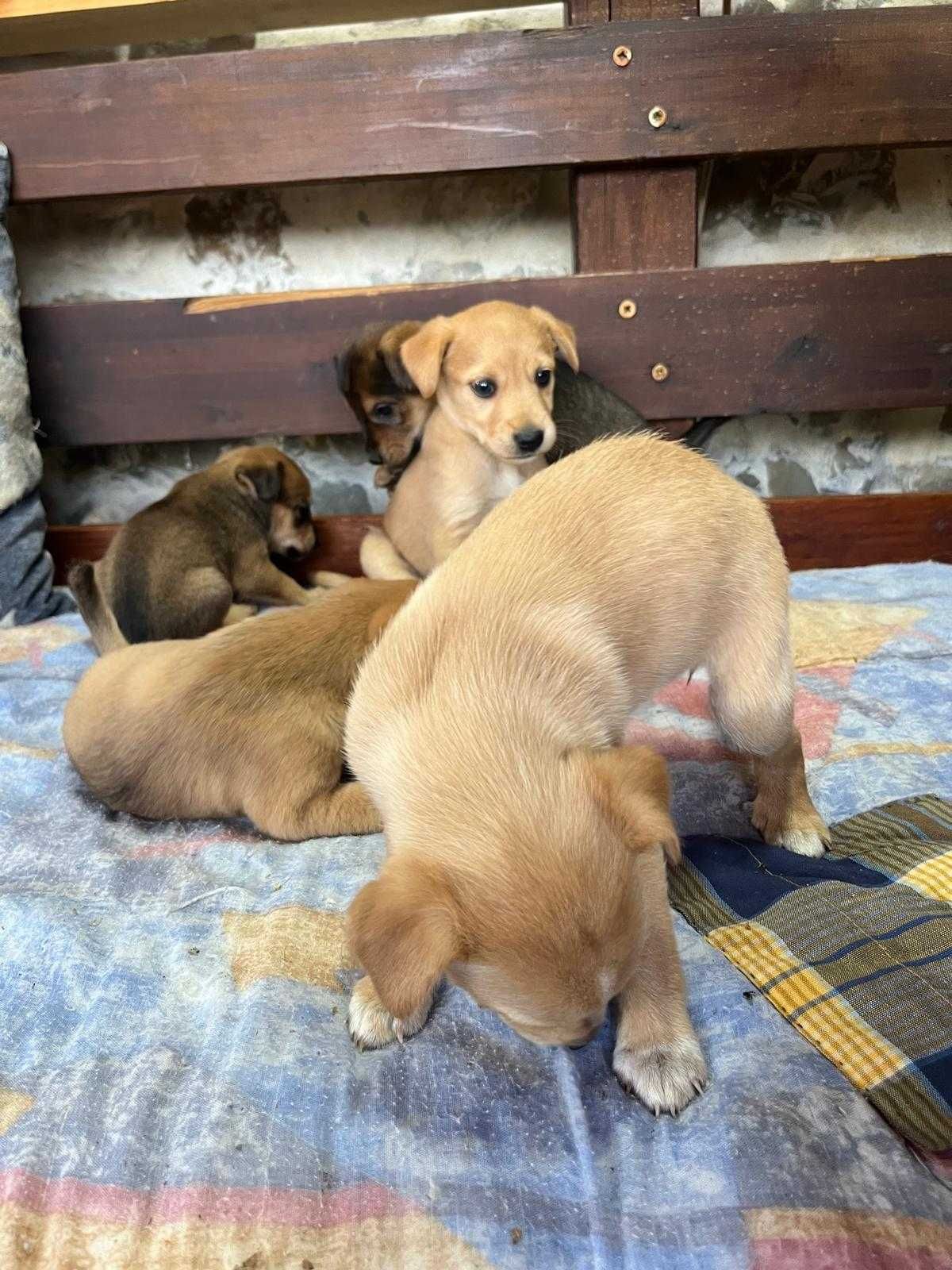 Cão bebé, 1 mês de vida - cãezinhos / cachorros