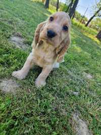 Piesek cocker spaniel biało rudy