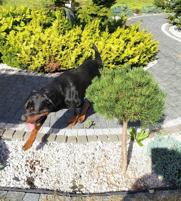 Rottweiler pies dorosły