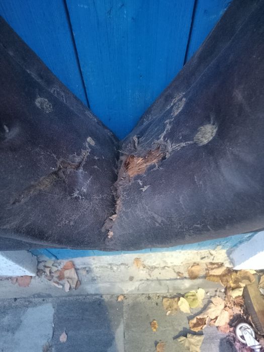 Homonto stare dla konia