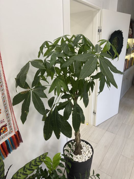 Кімнатна рослина Пахіра