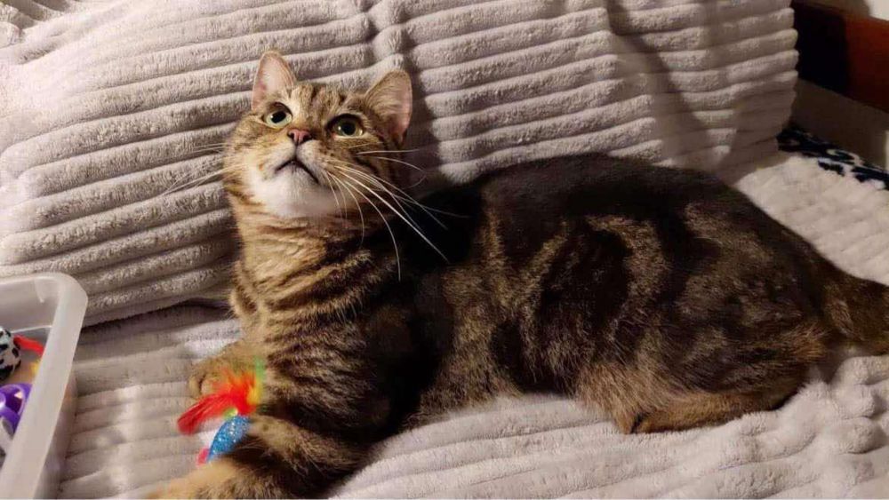 Przemuś szuka dobrego domu