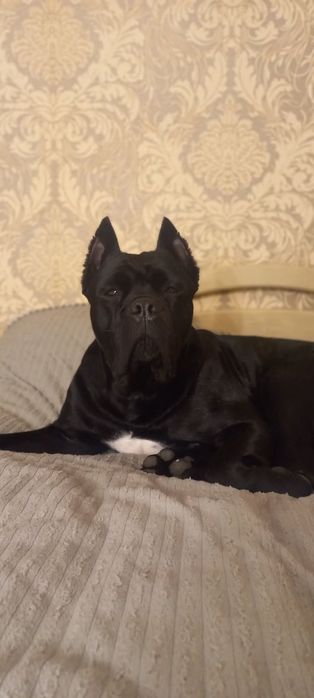 Цуценята Кане-Корсо