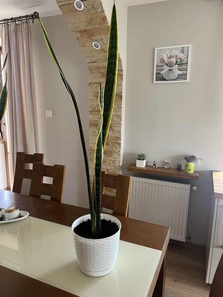 Oddam kwiat sansevieria za czekoladę