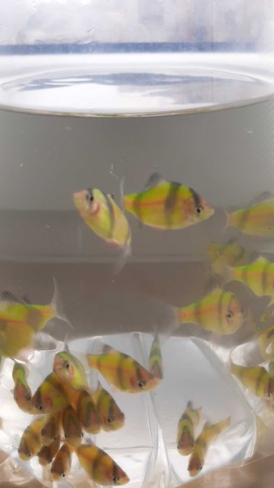 brzanka sumatrzańska