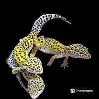 Леопардовые геконы, малыши