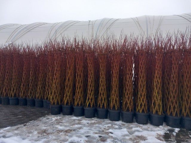 Wierzba pleciona-Salix 100-200cm. Producent!!! Klon katalapa szmaragd