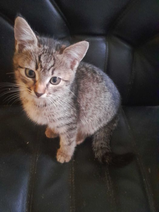 Кошенята шукають дім