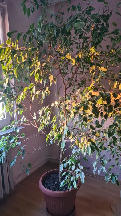 Fikus benjamin wys-200 szer-160