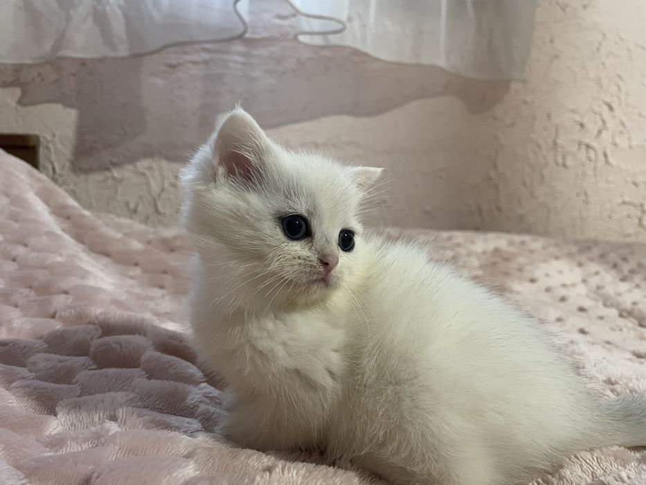 Маленька красуня з блакитними очима