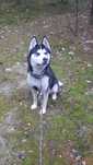 Pies husky  do oddania