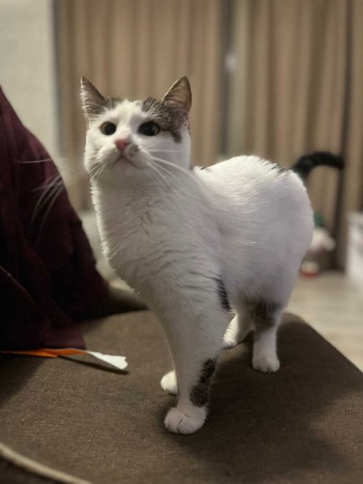 Вишукані киці шукають Сім'ю