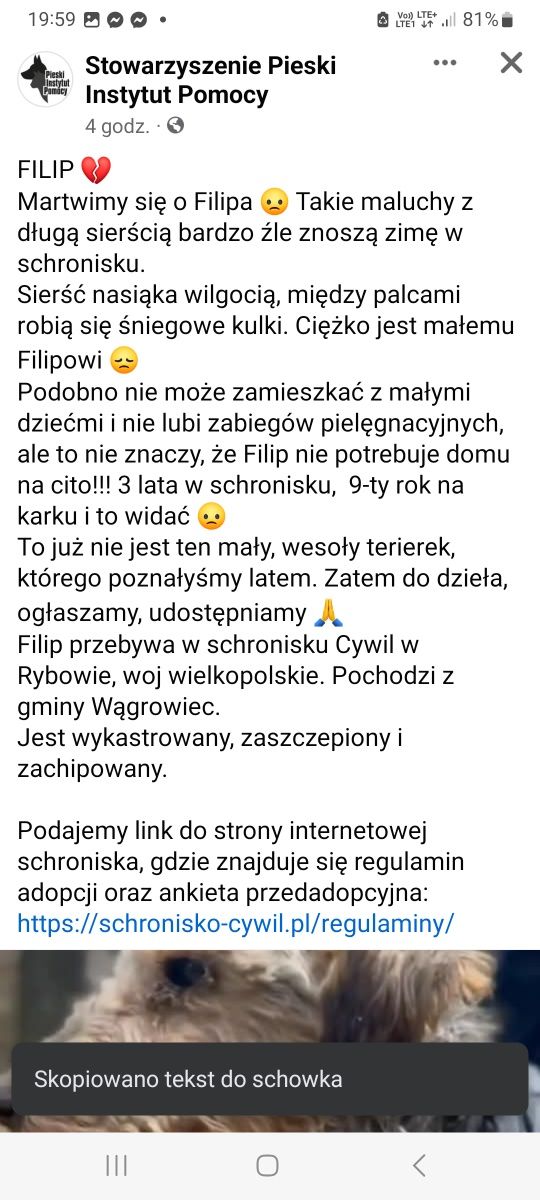 Super słodki psiaczek szuka domku