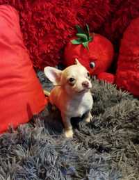 Chihuahua miniaturowy piesek