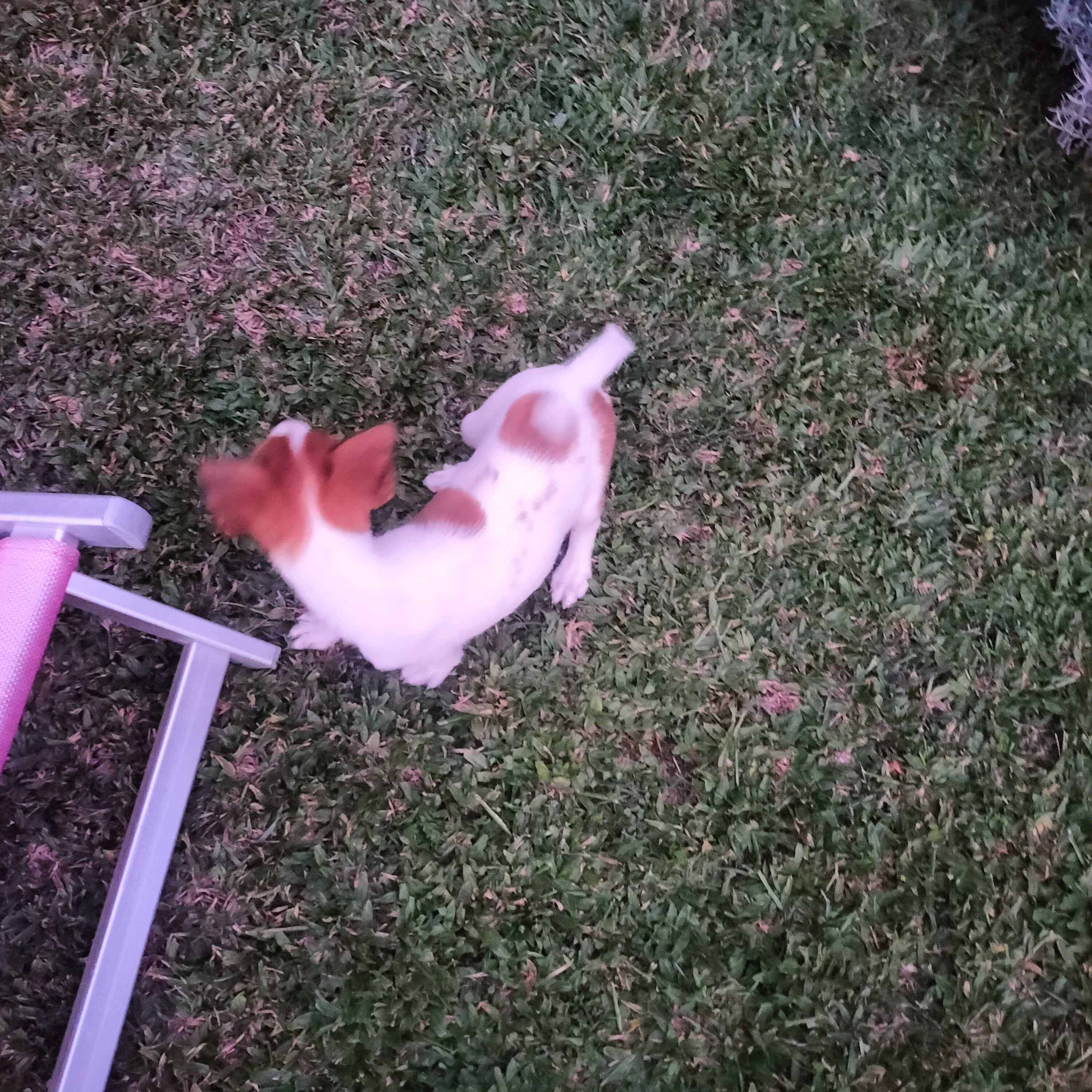 Jack Russel macho 3 meses