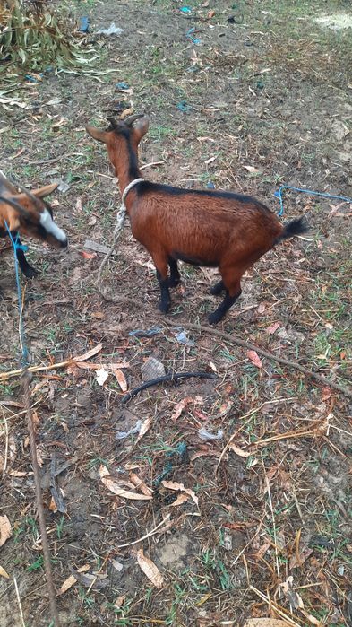 Tenho algumas cabras