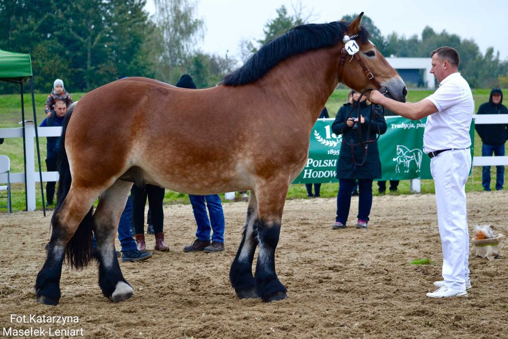 Sprzedam młodego ogiera