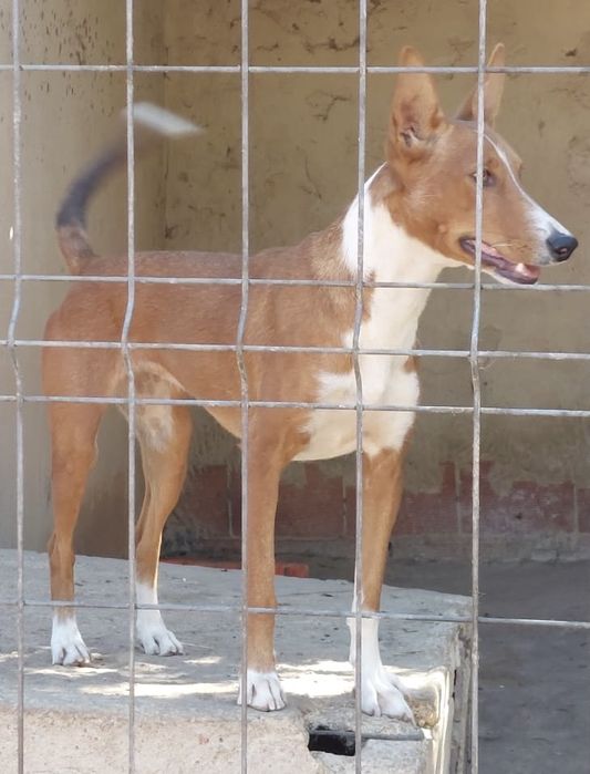 Cadela para doação