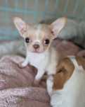 Chihuahua krótkowłosy FCI ZKwP Piesek