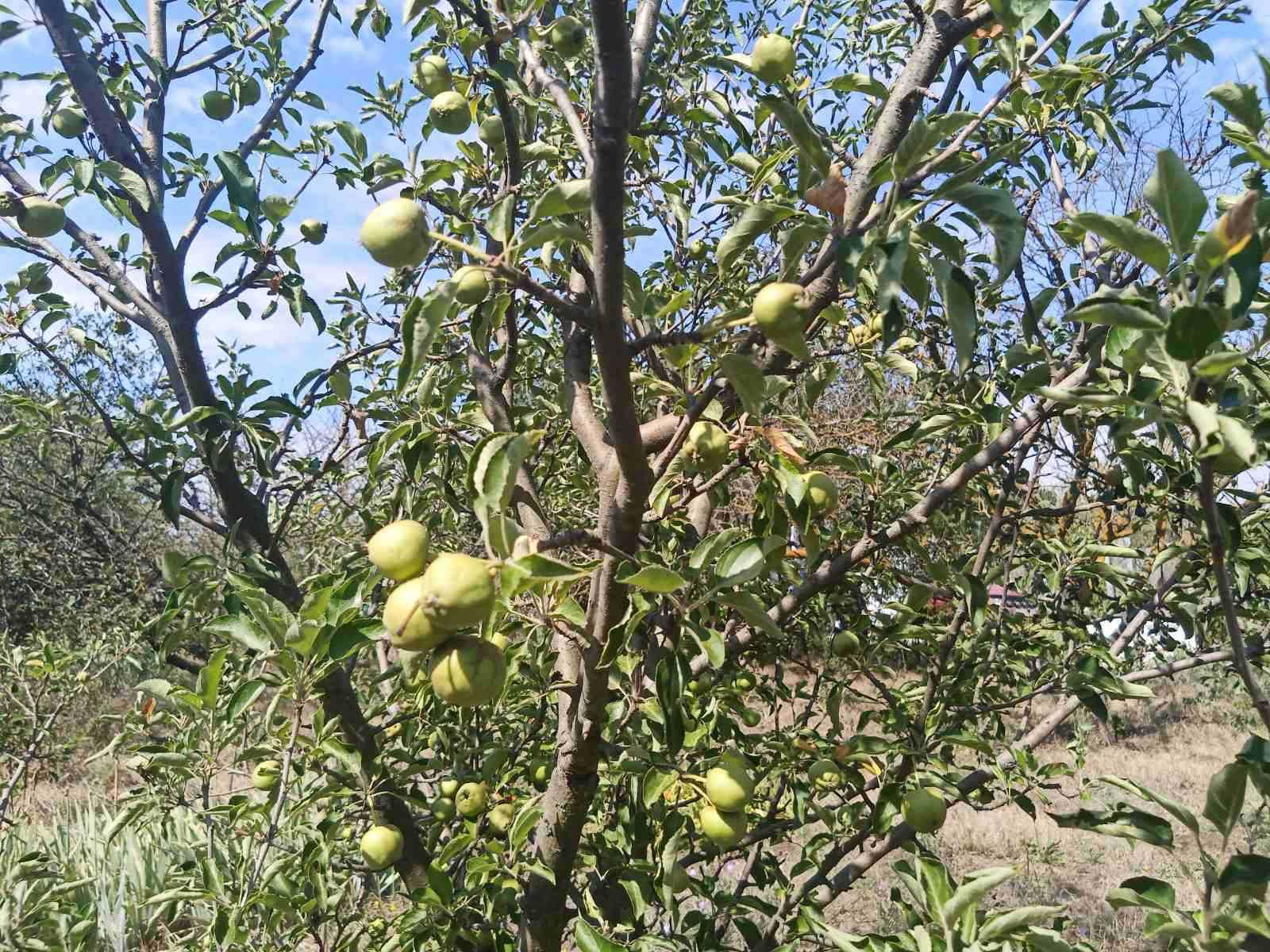 Продам участок возле с. Малое Одесская обл